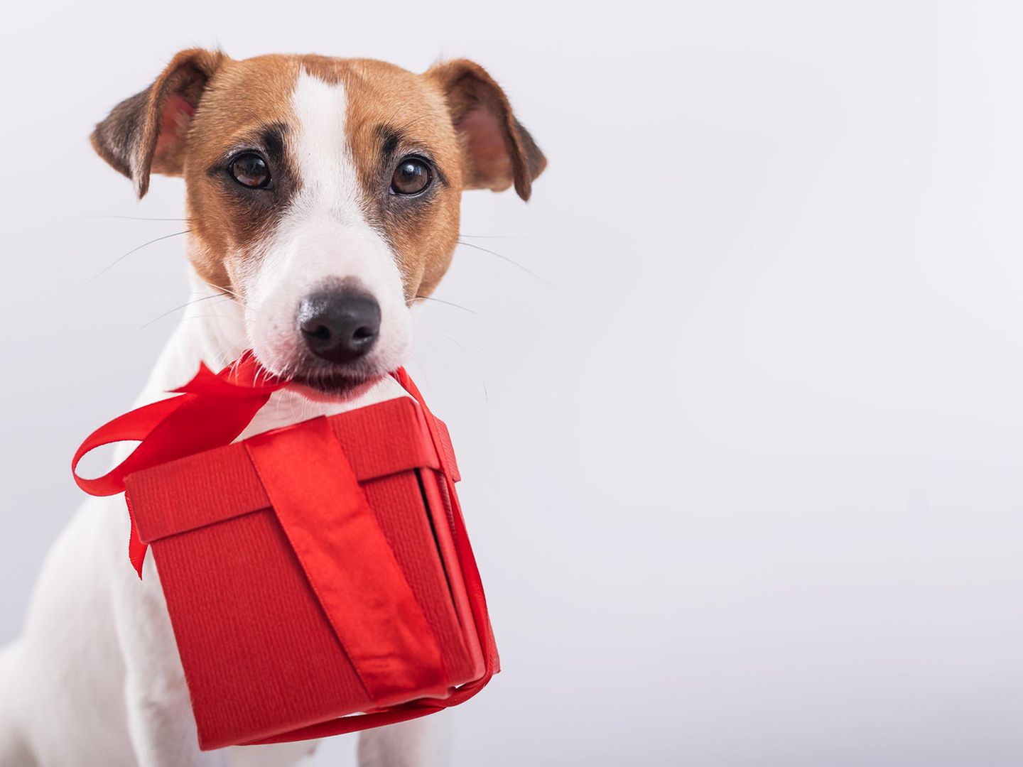 Geschenke für Hunde: 10 schöne Ideen für Fellnasen
