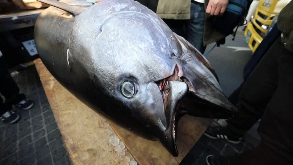 Video: Tokio: Neujahrs-Thunfisch für fast 130.000 Euro versteigert