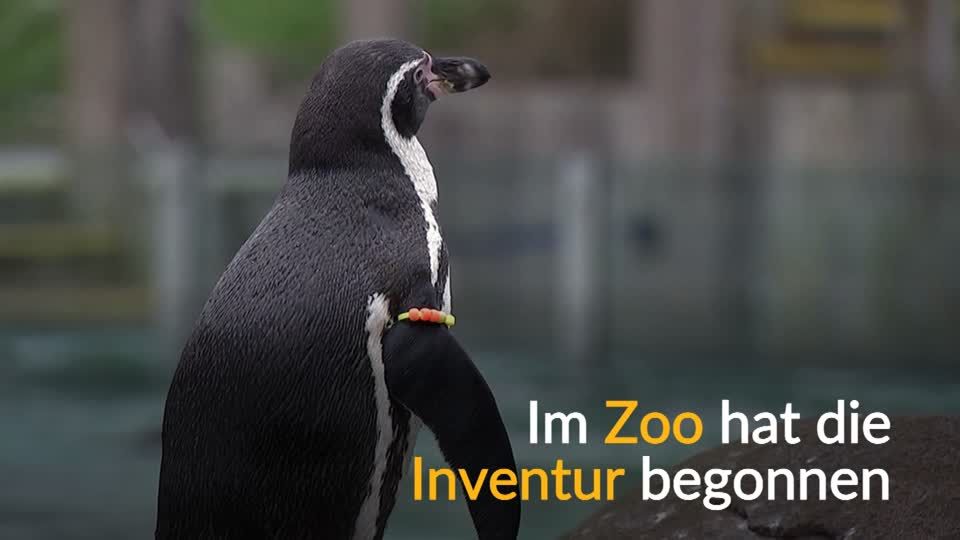 Video: Inventur im Zoo Video: Inventur im Zoo
