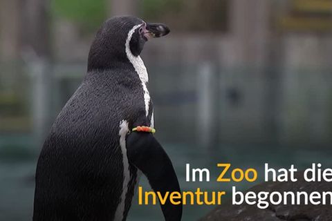 Video: Inventur im Zoo
