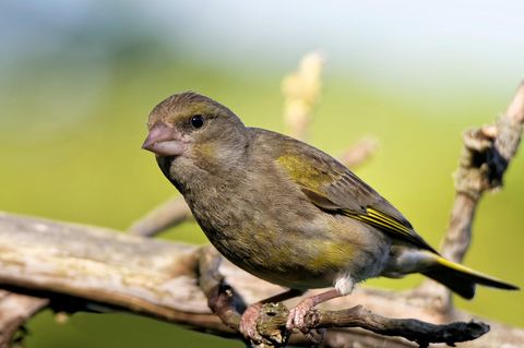 Ein Grünfink sitzt auf einem Zweig. Wer bei der "Stunde der Wintervögel" mitmacht, könnte einen dieser Vögel sehen.
