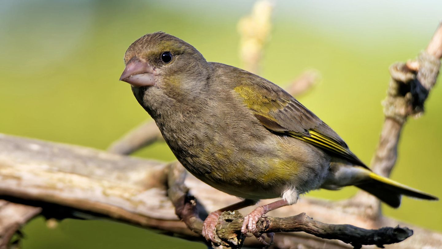Ein Grünfink sitzt auf einem Zweig. Wer bei der "Stunde der Wintervögel" mitmacht, könnte einen dieser Vögel sehen.
