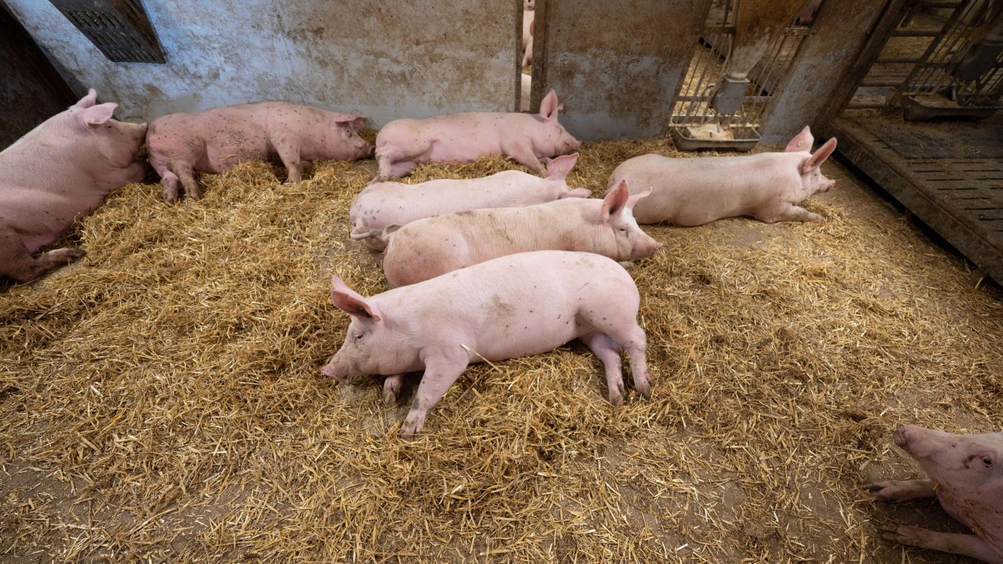 Schweine liegen in der Bucht eines Tierwohl-Schweinestalls.