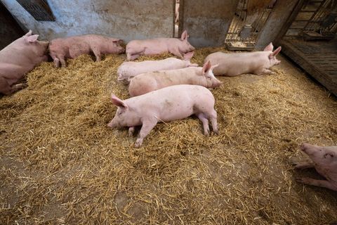 Schweine liegen in der Bucht eines Tierwohl-Schweinestalls.