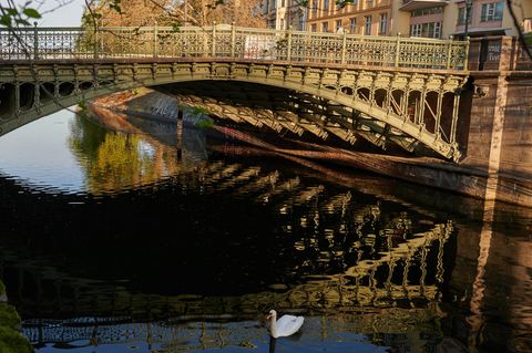 Ein Schwan schwimmt bei der Admiralbrücke im Landwehrkanal in Berlin (Symbolbild)
