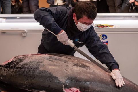 Traditionelle Neujahrsauktion: Blauflossen-Thunfisch wird für unfassbare 128.000 Euro versteigert