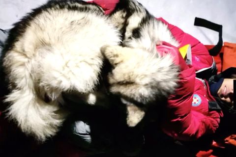 Er hielt ihn 13 Stunden lang warm: Treuer Hund rettet verletzten Wanderer das Leben