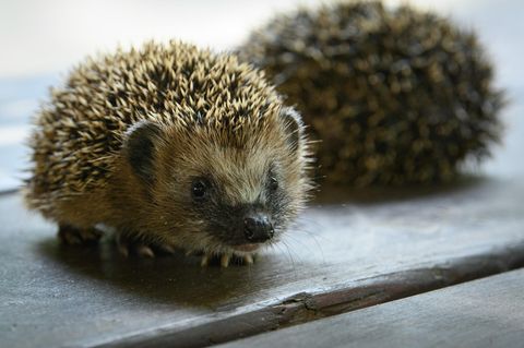 Ein junge Igel sitzt auf einer Holzdiele. Die Tiere können Träger von MRSA-Bakterien sein.