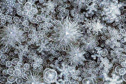 Foto soll Schneeflocken unter dem Mikroskop zeigen – ein Irrtum