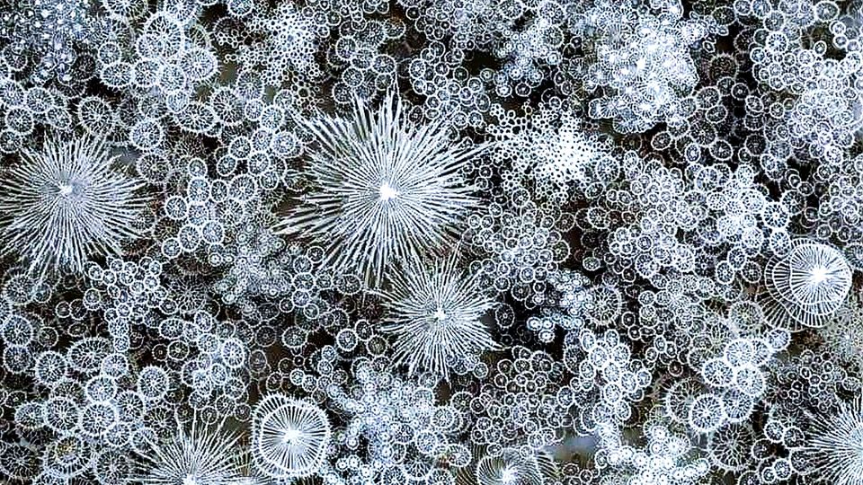 Foto soll Schneeflocken unter dem Mikroskop zeigen – ein Irrtum