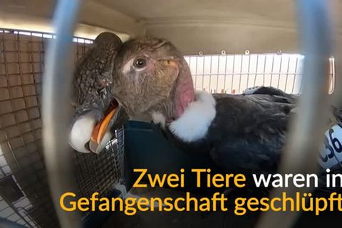 Video: Gefährdete Art: Andenkondore fliegen in die Freiheit
