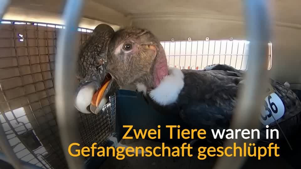 Video: Gefährdete Art: Andenkondore fliegen in die Freiheit Video: Gefährdete Art: Andenkondore fliegen in die Freiheit