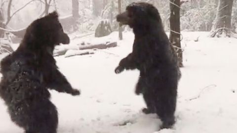 Bei Fußballspiel in Russland: Ein echter Bär muss in Russland für Showeinlage aufs Spielfeld – Tierschützer sind außer sich