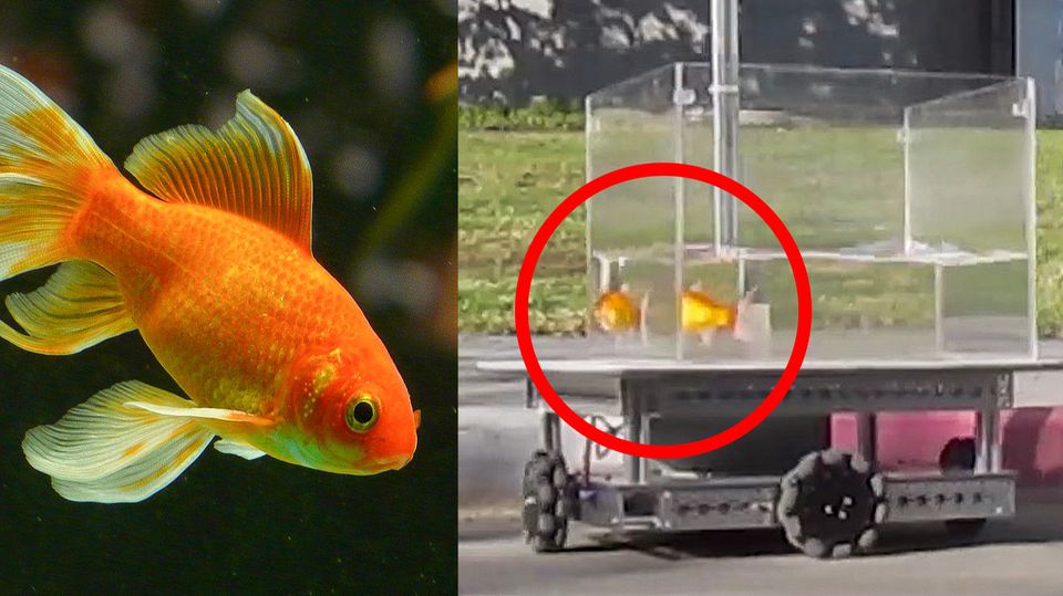 Kein Fake: Goldfisch fährt Aquarium wie ein Auto, um Futter zu bekommen
