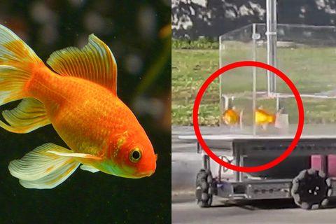 Kein Fake: Goldfisch fährt Aquarium wie ein Auto, um Futter zu bekommen