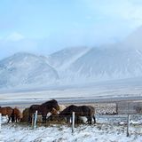 Islandpferde im Winter