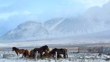 Islandpferde im Winter