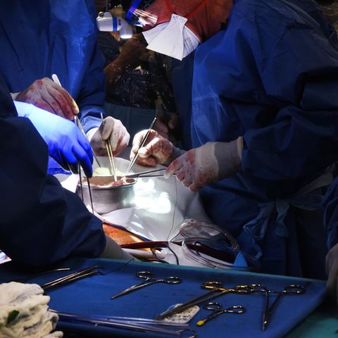 Transplantation USA Schweineherz