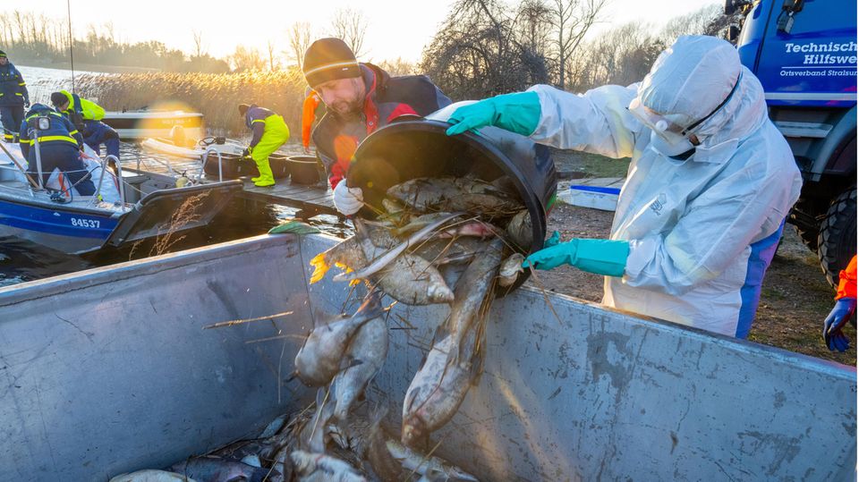 Fischsterben: Zwei Männer in Schutzkleidung schütten tote Fische aus dem Kleinen Jasmunder Bodden auf Rügen in einen Container