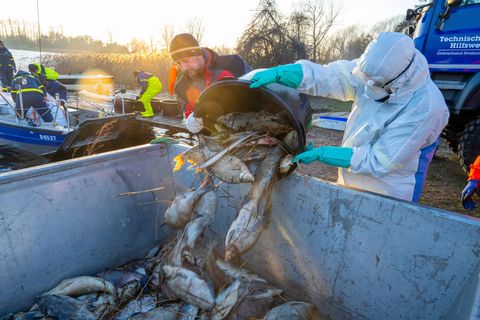Fischsterben: Zwei Männer in Schutzkleidung schütten tote Fische aus dem Kleinen Jasmunder Bodden auf Rügen in einen Container