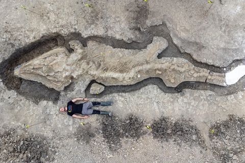 Ichthyosaurier