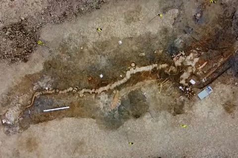 Fossile Knochen auf einem bräunlichen Hintergrund