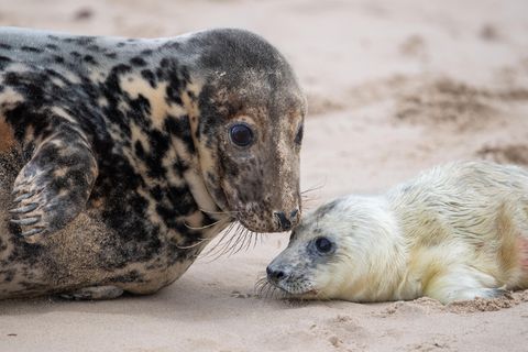 Vor allem in den ersten Wochen müssen Kegelrobben-Mütter besonders gut auf ihre Babys aufpassen: Das Fell der Kleinen ist noch nicht wasserdicht.