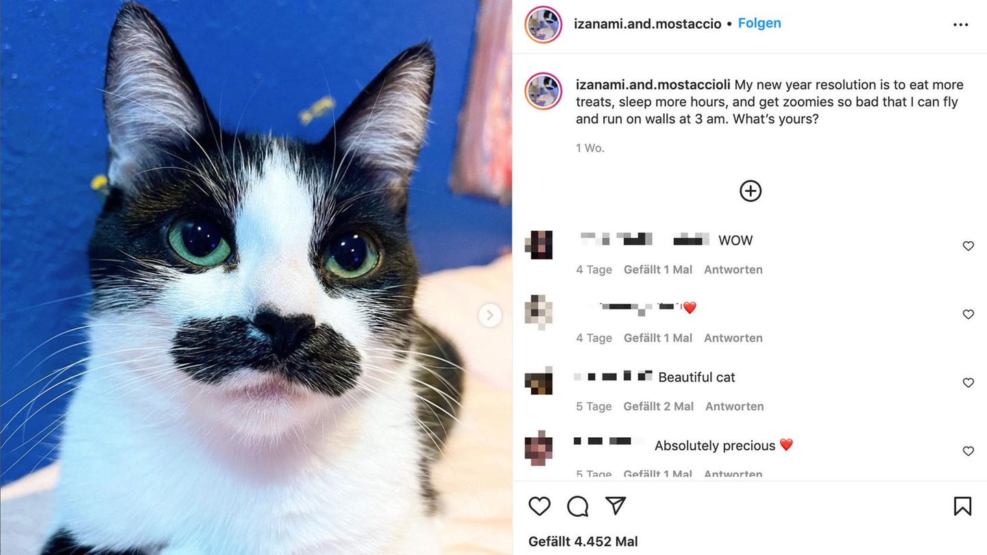 Katze sieht aus wie Freddie Mercury
