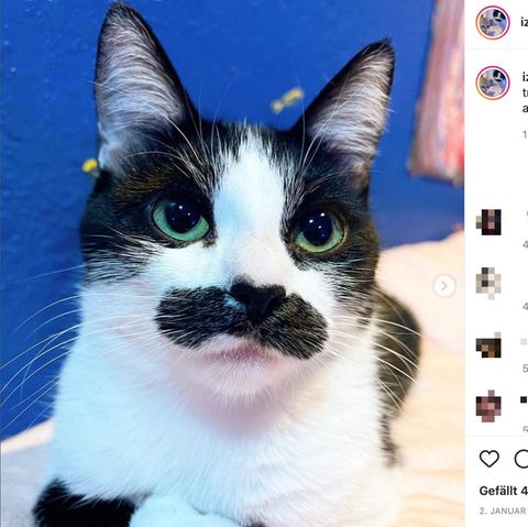 Katze sieht aus wie Freddie Mercury