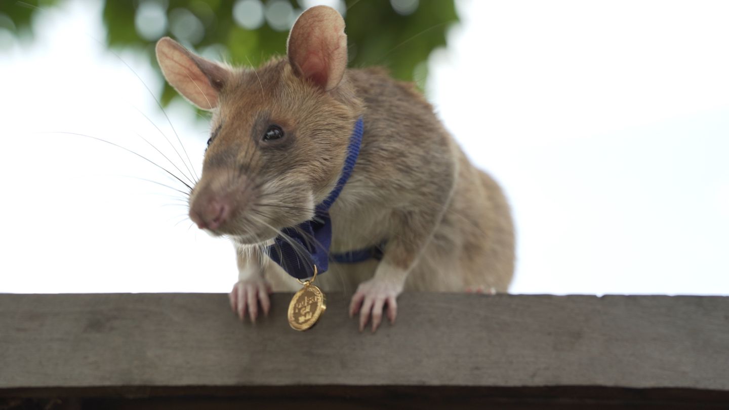 Minensucher-Ratte Magawa