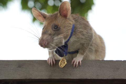 Minensucher-Ratte Magawa