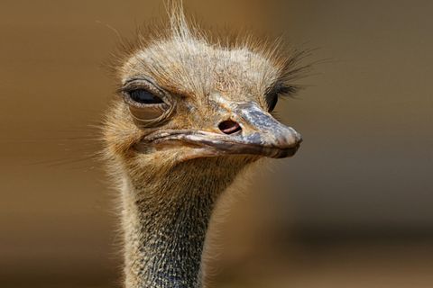 Wachvogel schlägt wieder zu: Strauß verteidigt Weiher gegen Schwarzangler