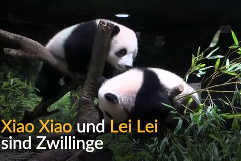 Video: Panda-Zwillinge: Tokio feiert seltenen Nachwuchs