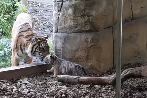 Video: Beitrag zur Arterhaltung: Zoo stellt Tiger-Nachwuchs vor