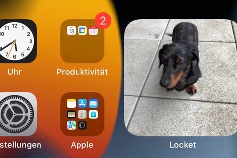 Bei Locket erscheinen die Bilder der Freunde einfach auf dem Homescreen, hier etwa Dackel Harry