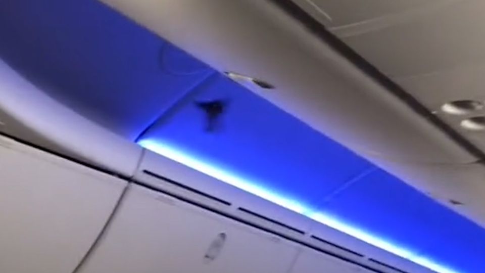 Blinder Passagier: Vogel fliegt im Flugzeug