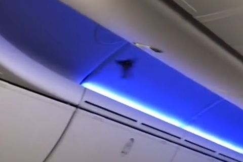 Blinder Passagier: Vogel fliegt im Flugzeug