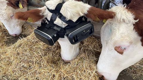 VR-Brillen für Kühe