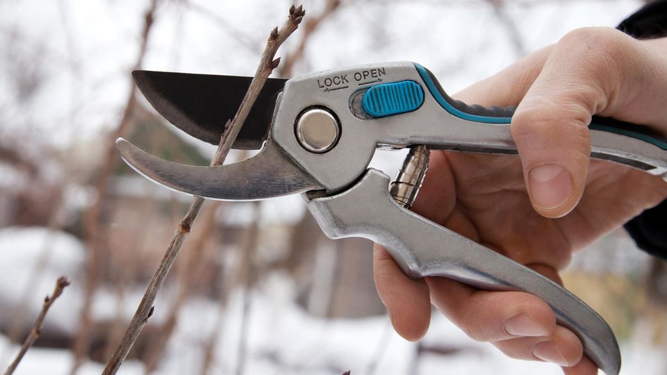 Gartenarbeit im Januar: Gartenschere beim Beschneiden eines Strauches