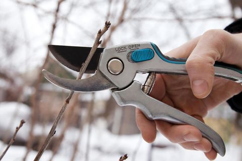 Gartenarbeit im Januar: Gartenschere beim Beschneiden eines Strauches
