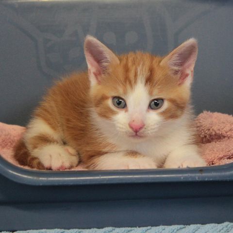 Ein junger rot-getigerter Kater im Tierheim