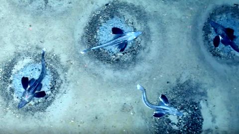 60 Millionen Nester: Forscher entdecken riesige Eisfisch-Kolonie in der Antarktis