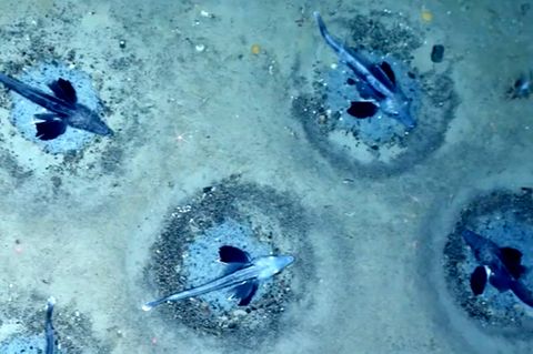 60 Millionen Nester: Forscher entdecken riesige Eisfisch-Kolonie in der Antarktis