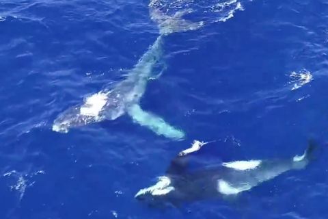 Retter statt Killer?: Helfen hier Orcas einem gefangenen Buckelwal? Experte erklärt Verhalten der Tiere
