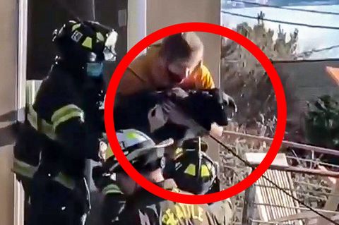 Hund nach fast einer Woche aus den Trümmern gerettet