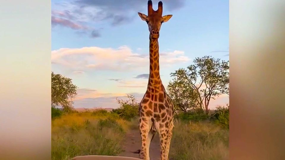 Junge Giraffe, die Safari Gefährt verfolgt