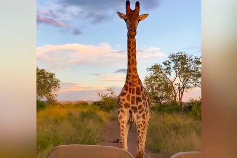 Junge Giraffe, die Safari Gefährt verfolgt