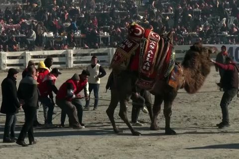 Video: Tierschützer kritisieren türkisches Kamel-Wrestling-Festival