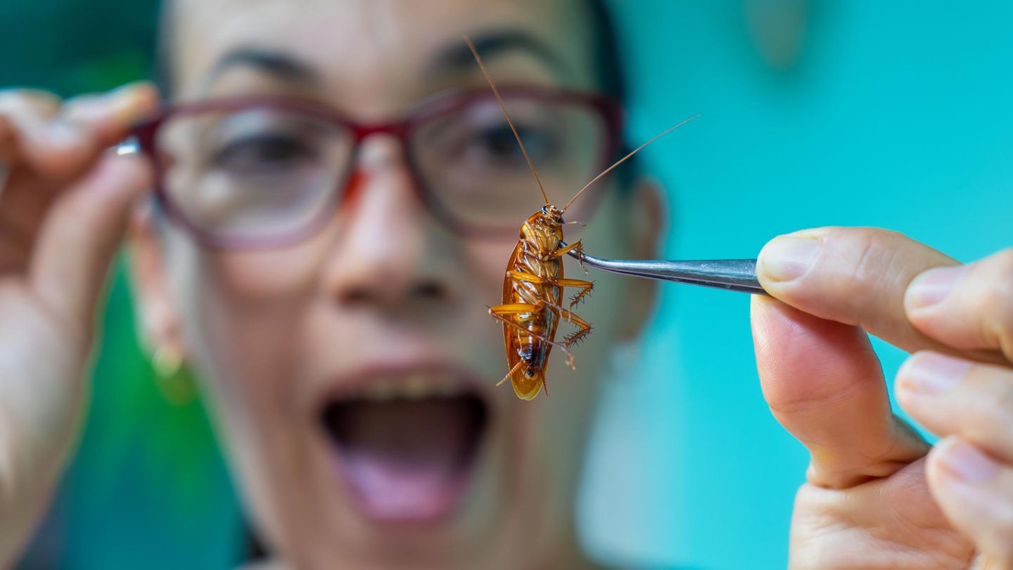 New Zealand: Cockroach removed from man’s ear after three days