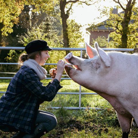 Osterbuhr und Schwein